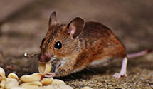 24 Hour & Emergency Exterminators in Englewood, NJ